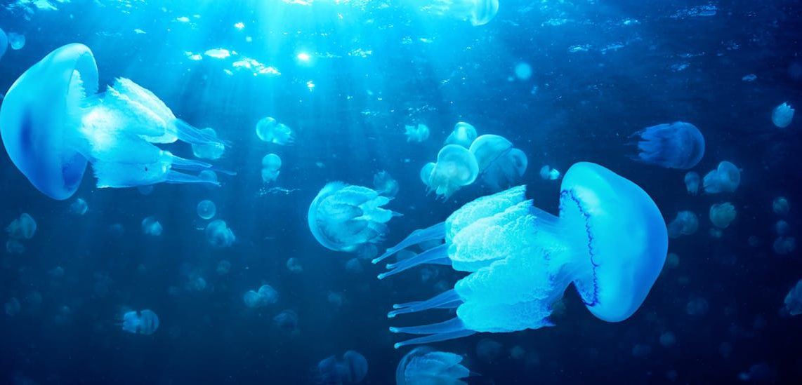 Go Jellyfish, go get our plastic waste! IMPRESSO 13 Alon Shklarek