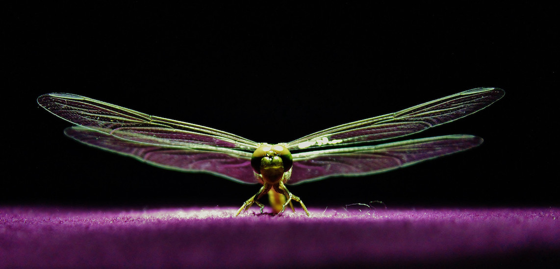 Robotic dragonflies, plastic beer, and space jellyfish – IMPRESSO #36 -  Alon Shklarek
